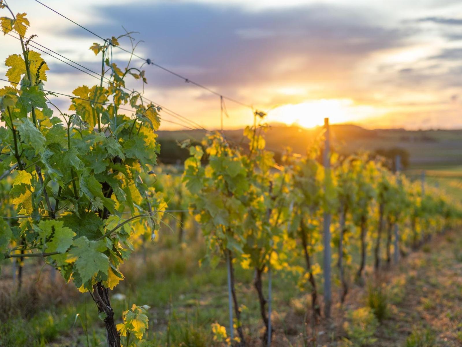 Paradis Des Vignes Birac  Room photo